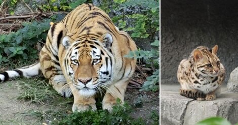 馬鞍山で野生のトラが出たと大騒ぎ