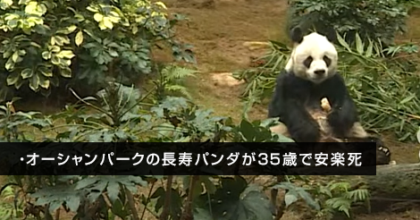 オーシャンパークの長寿パンダが35歳で安楽死