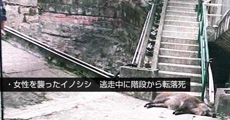 女性を襲ったイノシシ、逃走中に階段から転落死