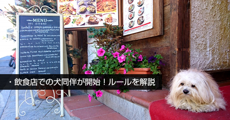 犬同伴スタート